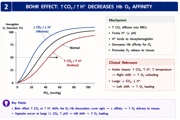 Bohr effect on hemoglobin O2 binding