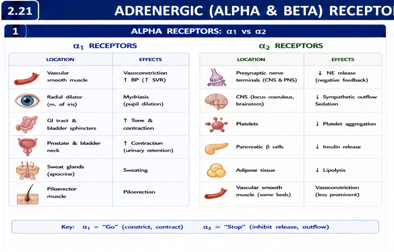 Panel 1 of Alpha receptors & beta receptors