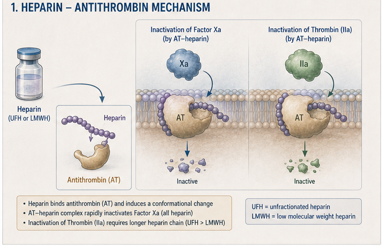 Panel 1 of Anti-thrombin mechanism