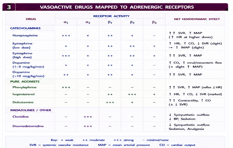 Panel 3 of Alpha receptors & beta receptors