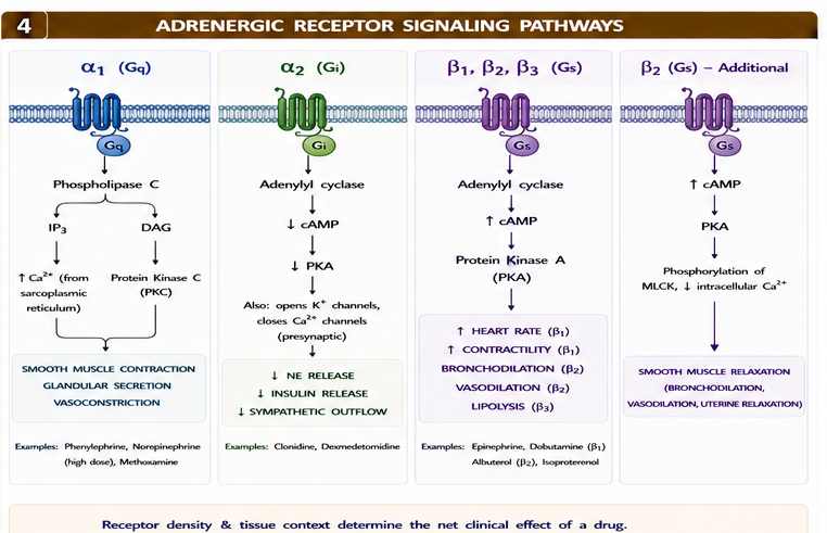 Panel 4 of Alpha receptors & beta receptors