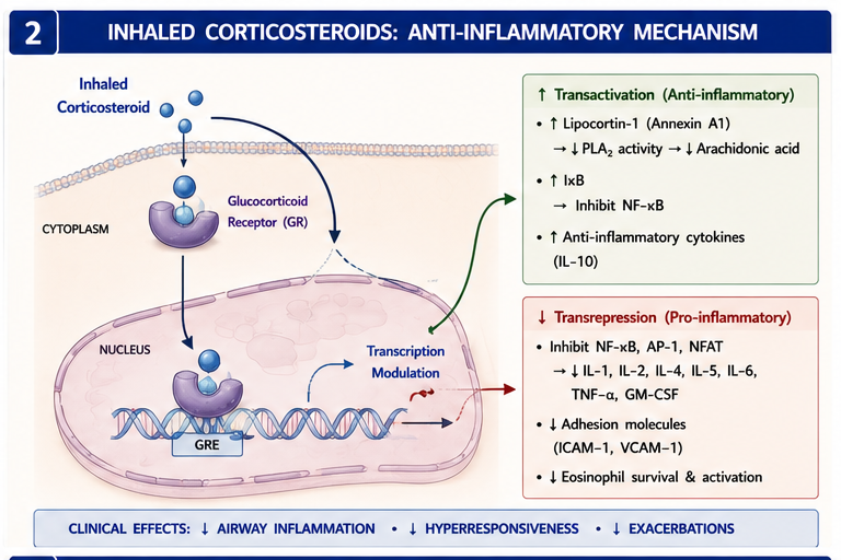 Panel 2 of Bronchodilation mechanism