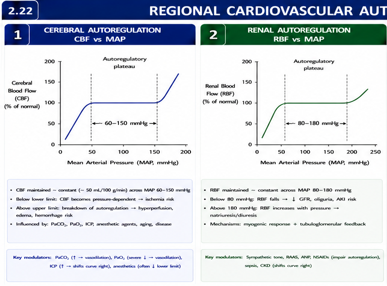 Sympathetic + parasympathetic overview