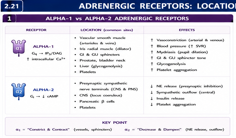Panel 1 of Alpha 1: Adrenergic receptors