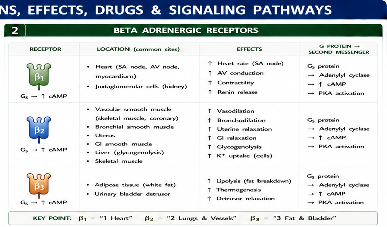 Panel 2 of Alpha 1: Adrenergic receptors