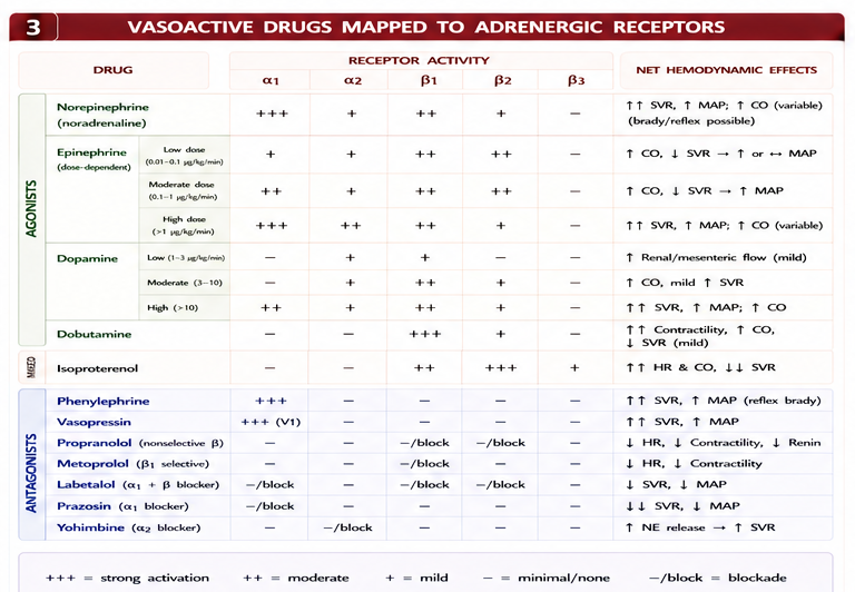 Panel 3 of Alpha 1: Adrenergic receptors