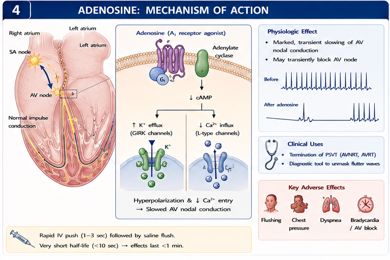 Panel 4 of Amiodarone + class III antiarrhythmic drugs