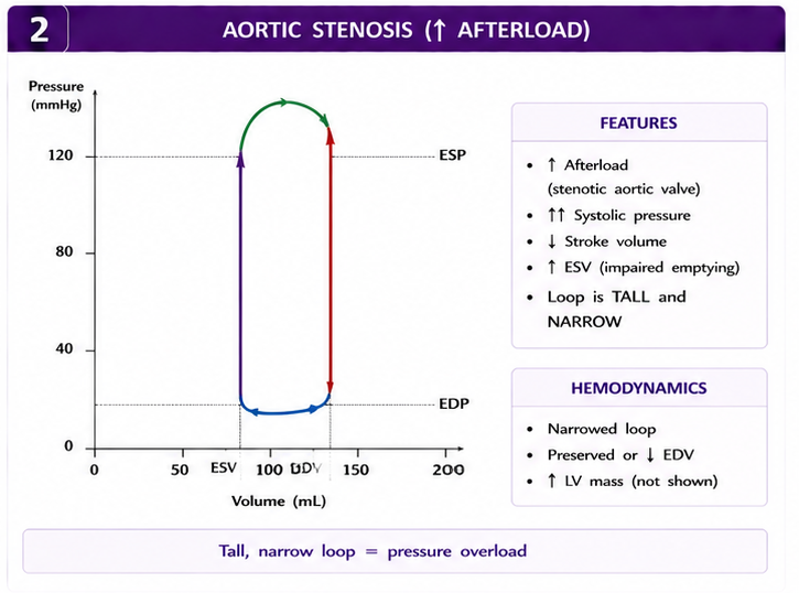Panel 2 of Normal left ventricular pressure-volume loop