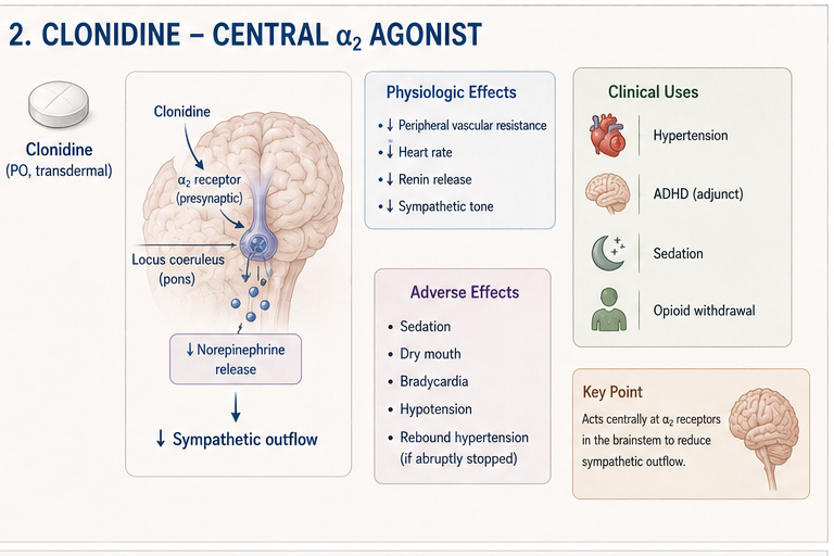 Panel 2 of Phenylephrine - pure & agonist