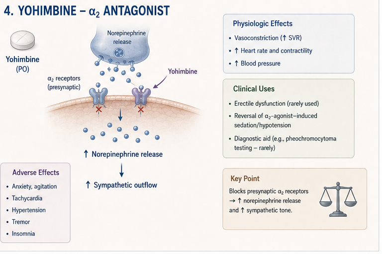 Panel 4 of Phenylephrine - pure & agonist