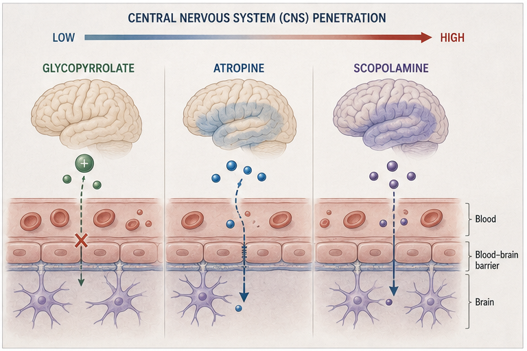 Panel 2 of Atropine, scopolamine, glucocorticoid