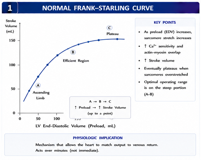 Normal Frank-Starling curve
