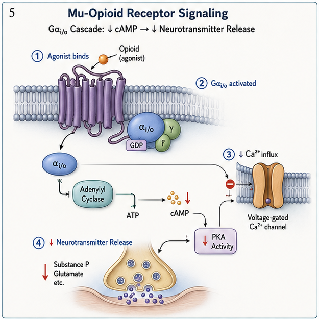 Panel 1 of Mu-opioid receptor signaling