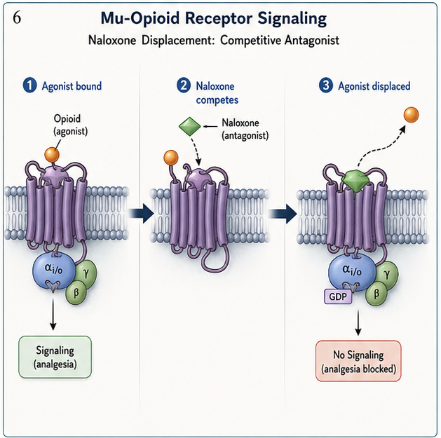 Panel 2 of Mu-opioid receptor signaling