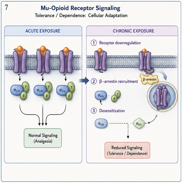Panel 3 of Mu-opioid receptor signaling