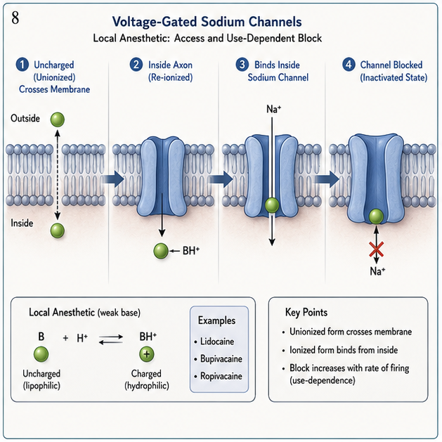 Panel 4 of Mu-opioid receptor signaling