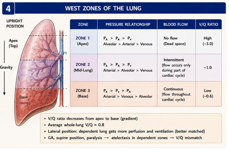 West zones 1/2/3 with PA, Pa, Pv relationships