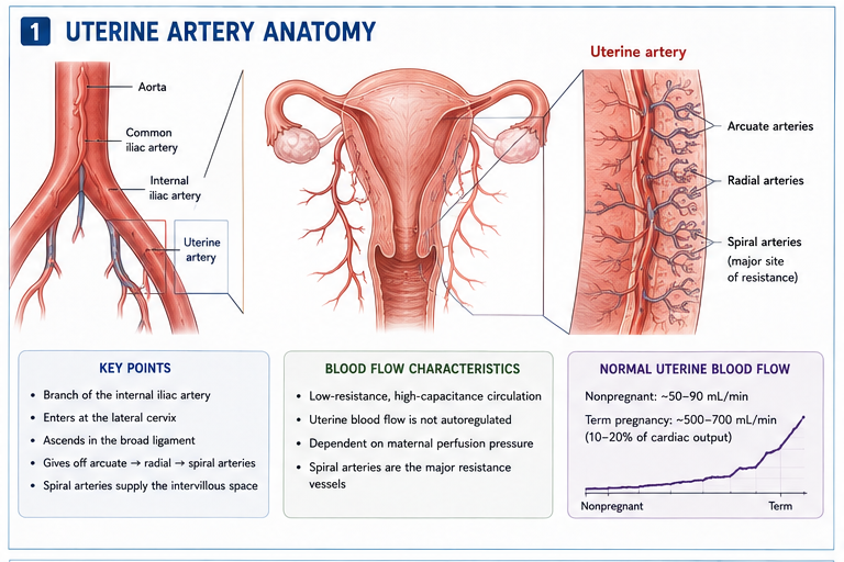 Panel 1 of Uterine artery