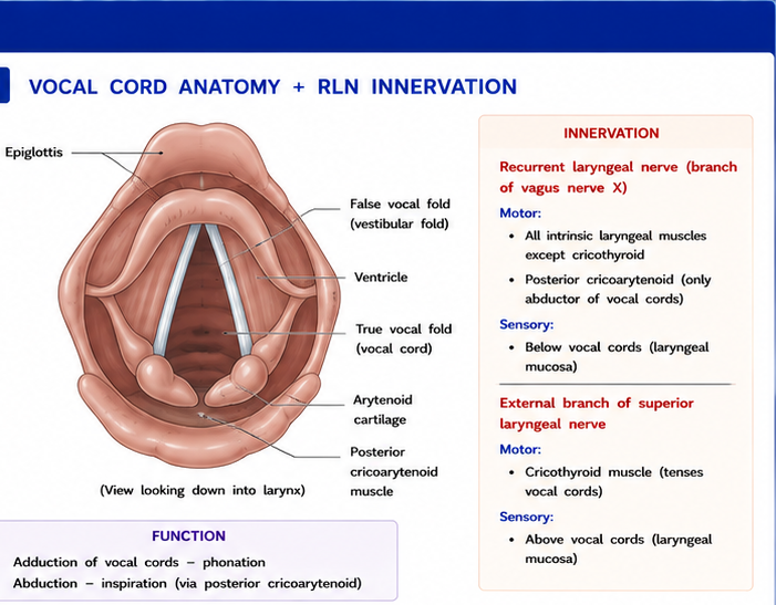 Vocal cord anatomy + RLN innervation