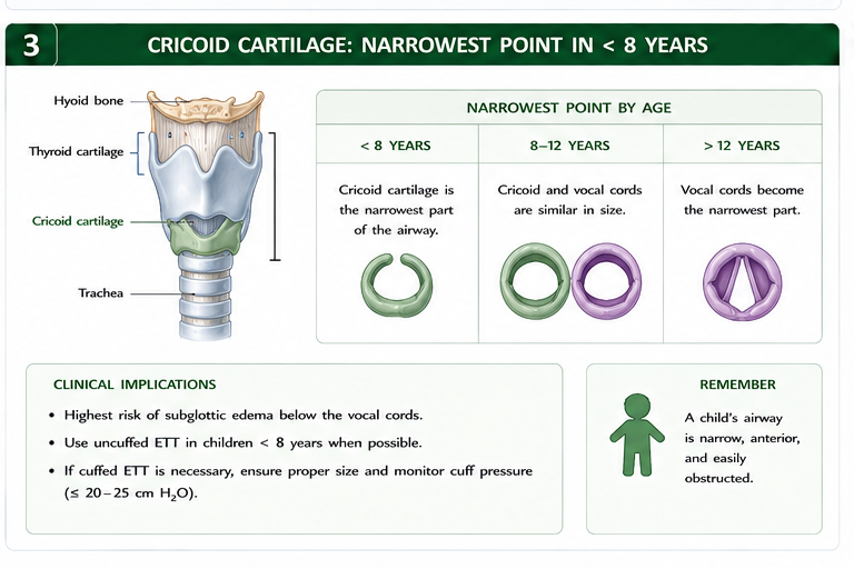 Panel 3 of Adult vs Pediatric Airway