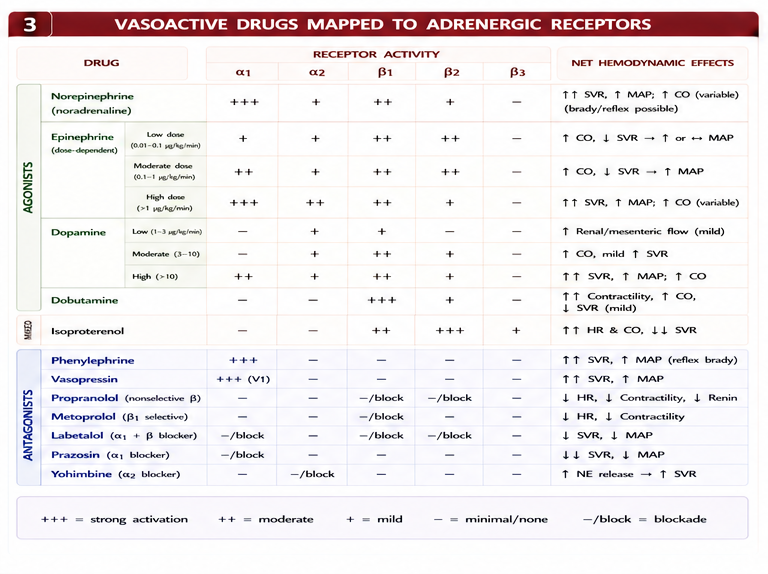 Panel 3 of Alpha 1: Adrenergic receptors