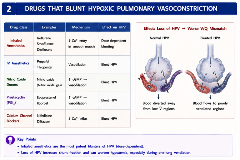 Drugs that blunt HPV: inhalational agents