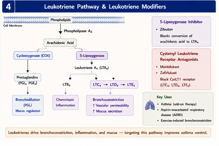 Leukotriene modifier pathway