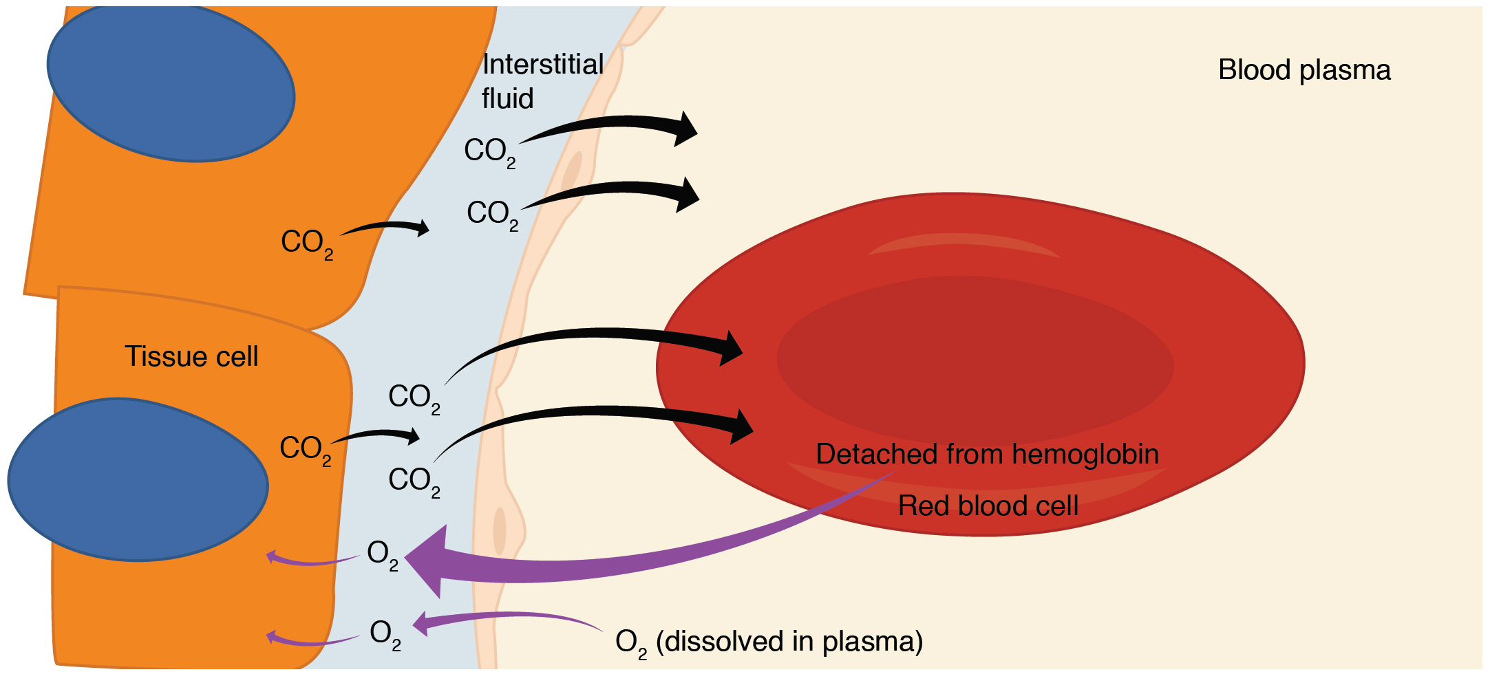 Figure 22.23 Internal Respiration Oxygen diffuses out of the capillary and into cells, whereas carbon dioxide diffuses out of cells and into the capillary.