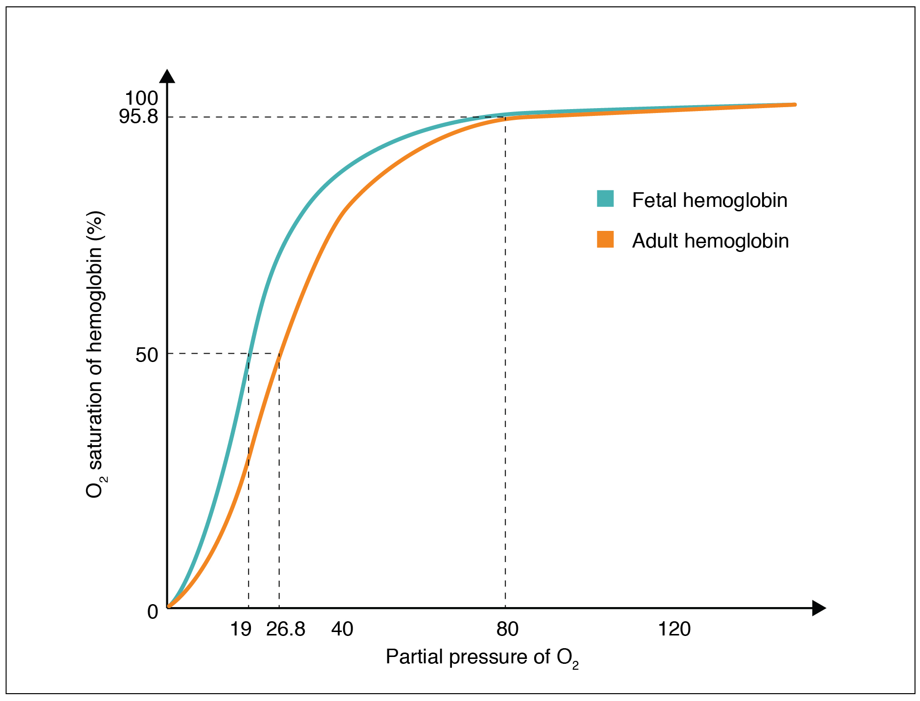 Figure 22.27 Oxygen-Hemoglobin Dissociation Curves in Fetus and Adult Fetal hemoglobin has a greater affinity for oxygen than does adult hemoglobin.