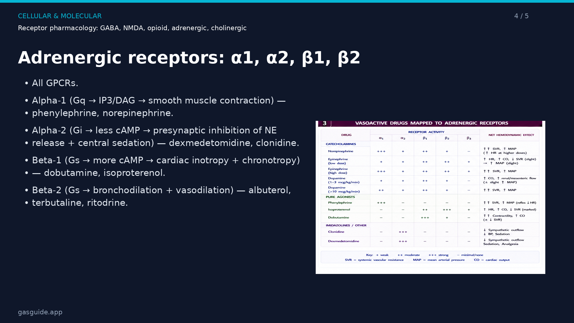 Opioid receptors