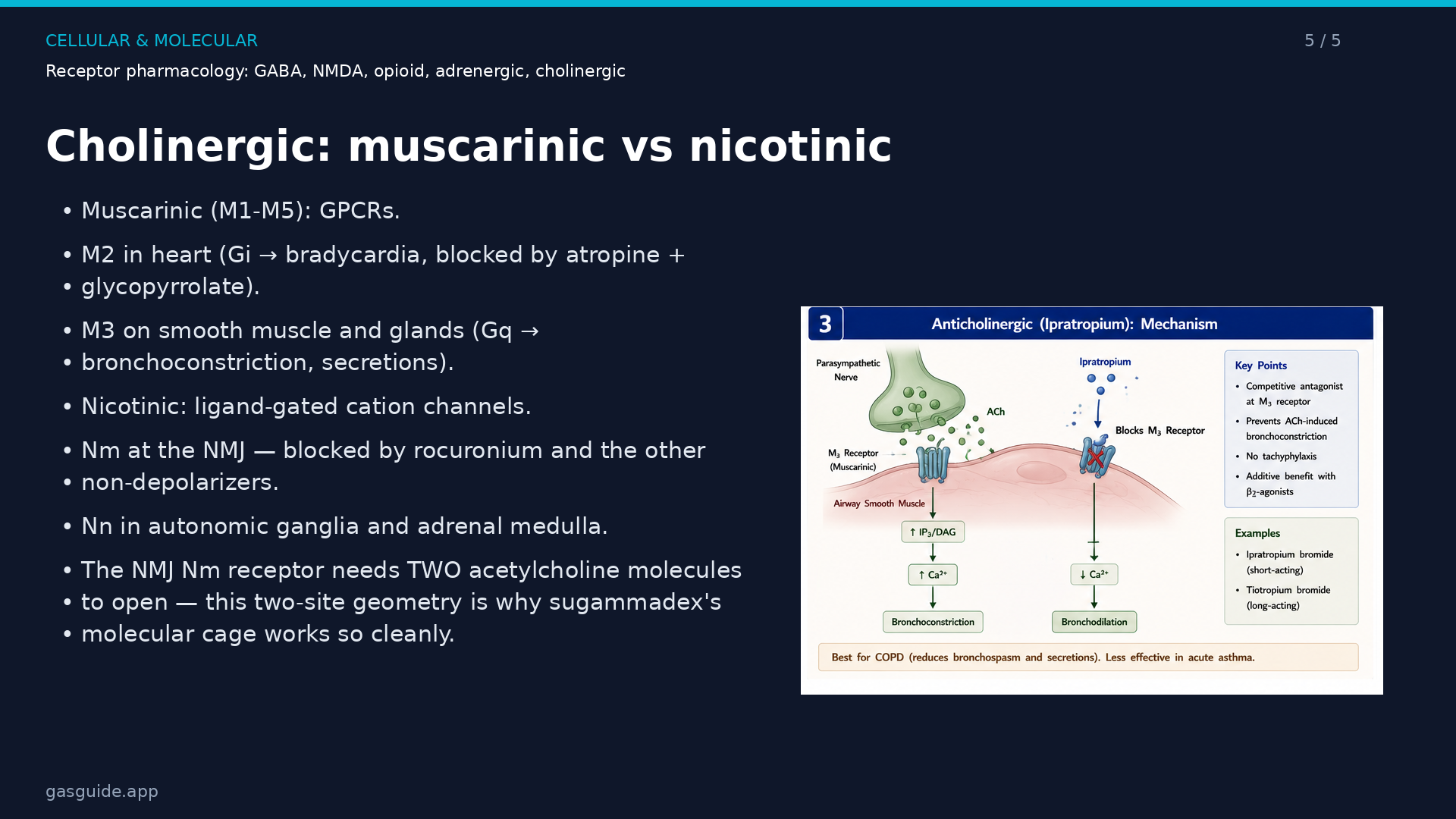 Adrenergic + cholinergic